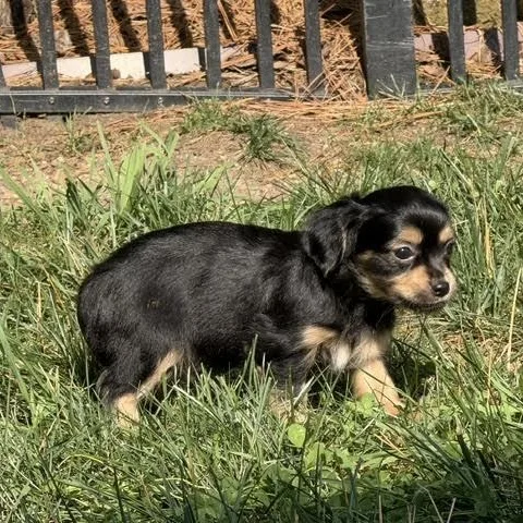 A baby small-sized male Black Chihuahua dog named Sal for adoption in Midlothian, VA