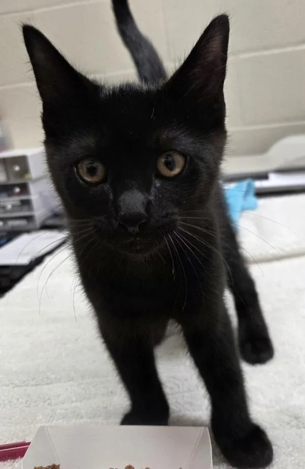 A baby small-sized male Domestic Short Hair cat named Riddler for adoption in El Cajon, CA