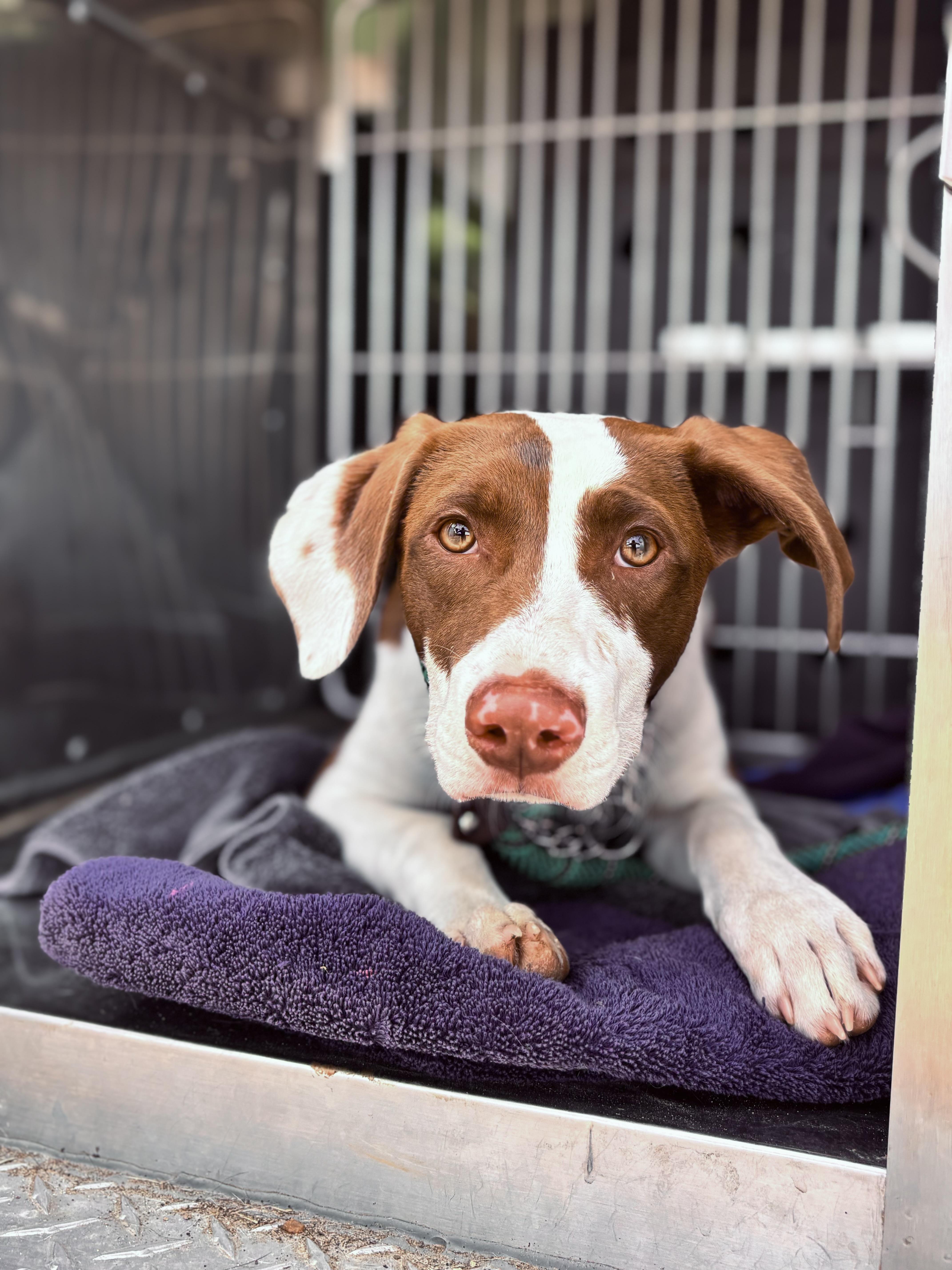 A baby medium-sized male Brown / Chocolate English Pointer dog named Noah for adoption in Collierville, TN