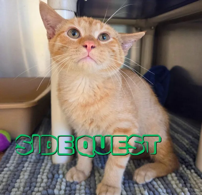 A baby medium-sized male Tabby (Orange / Red) Domestic Short Hair cat named Side Quest for adoption in Nevada, IA