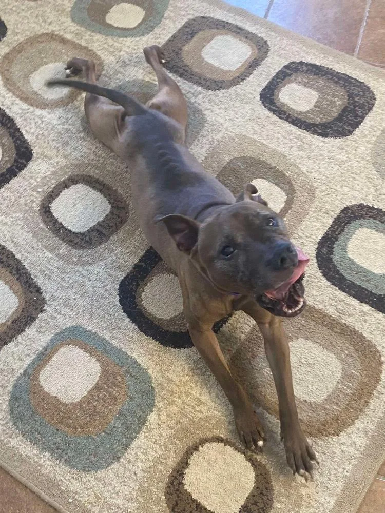 Cookie Boo thumbnail 4