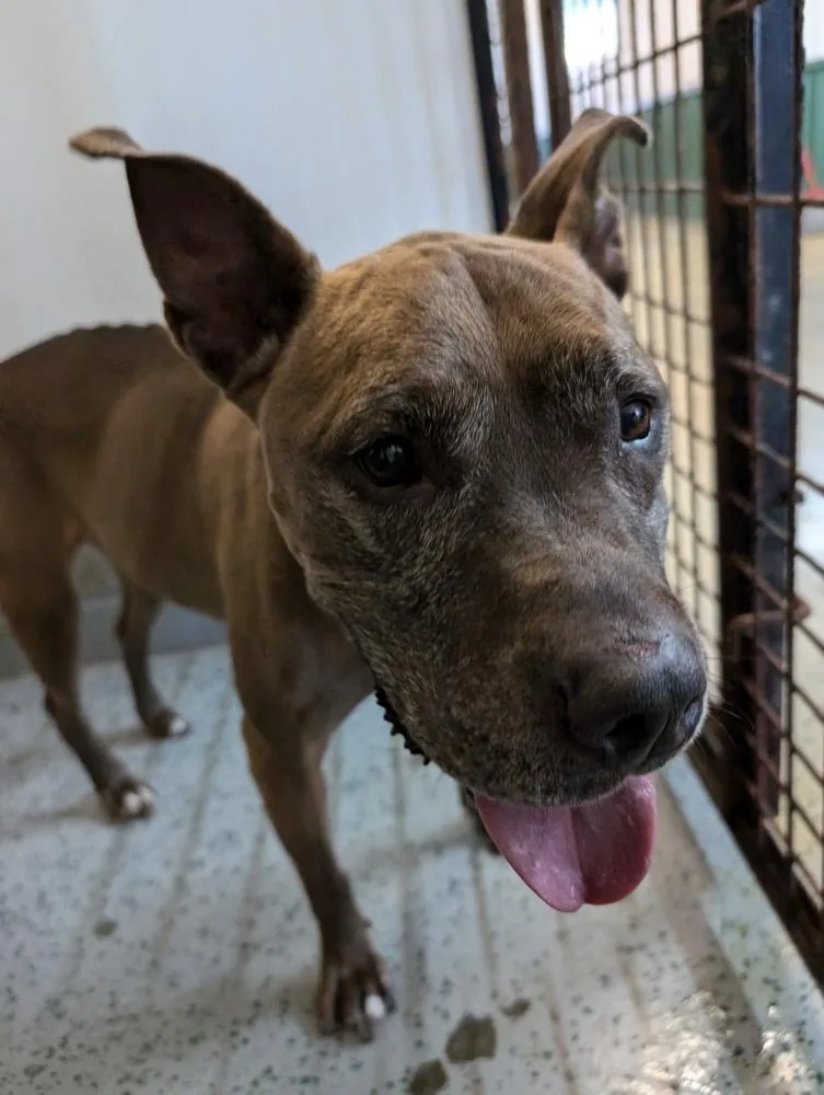 Cookie Boo thumbnail 5