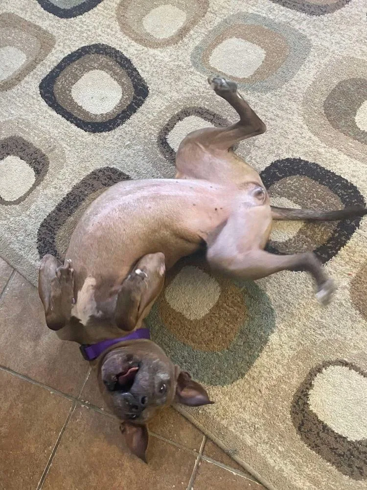 Cookie Boo thumbnail 6