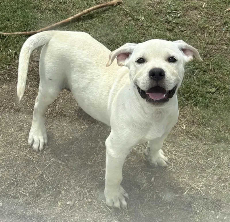 A baby large-sized male Yellow / Tan / Blond / Fawn Yellow Labrador Retriever dog named Stack for adoption in Sanford, NC