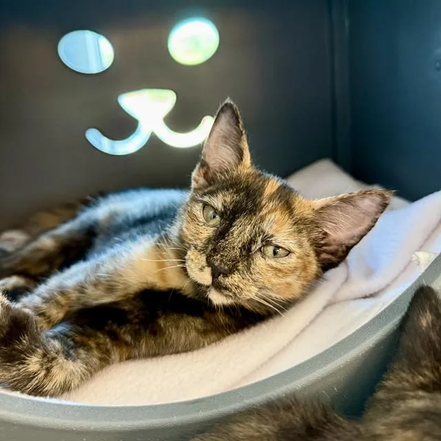 A baby small-sized female Domestic Short Hair cat named Haddock for adoption in Leesburg, VA