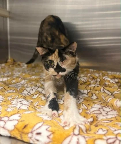A young small-sized female Domestic Short Hair cat named Merida for adoption in Fresno, CA