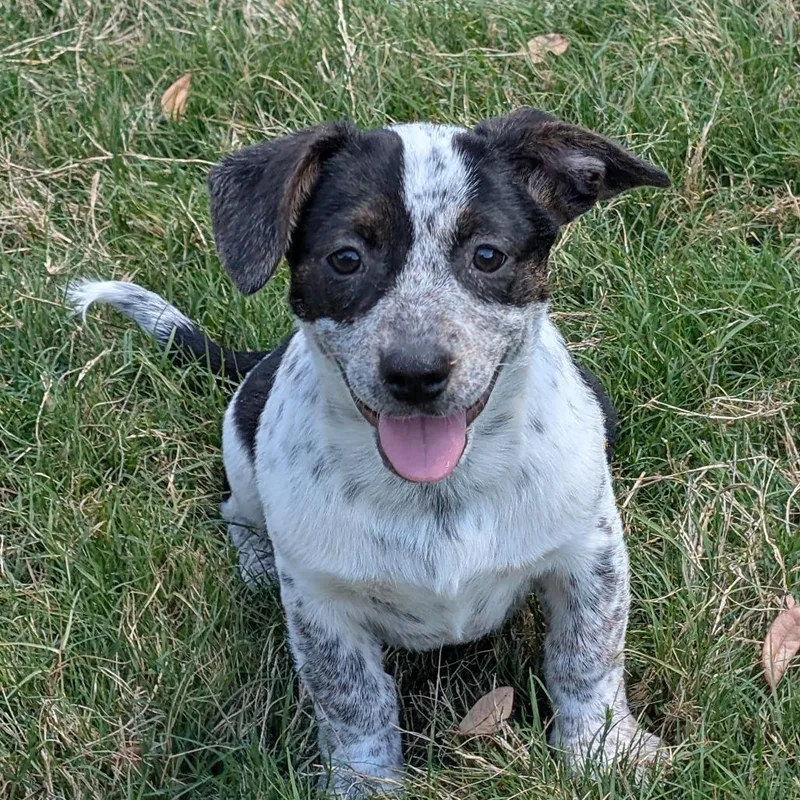 A baby medium-sized female Black Mixed Breed dog named Camilia for adoption in Leander, TX