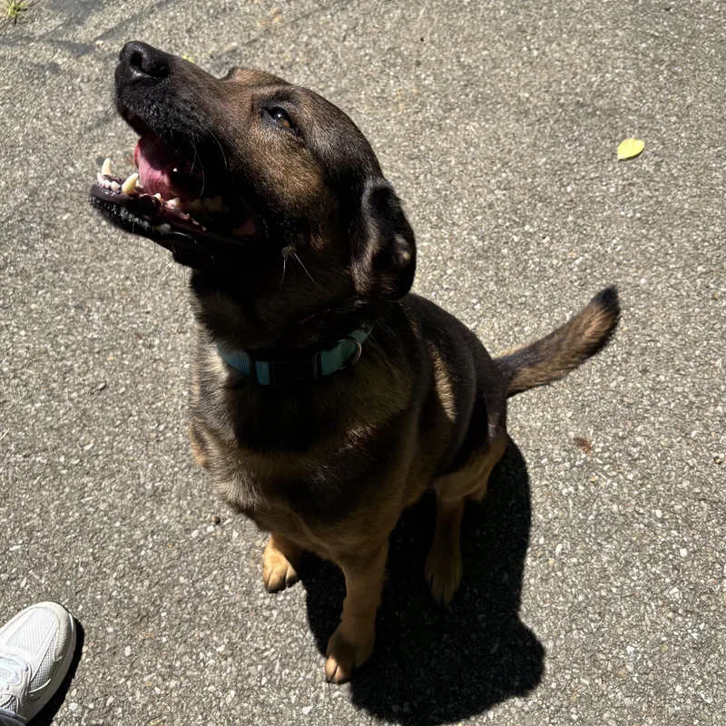 An adult medium-sized male Bicolor Mixed Breed dog named Milo for adoption in Waynesburg, PA