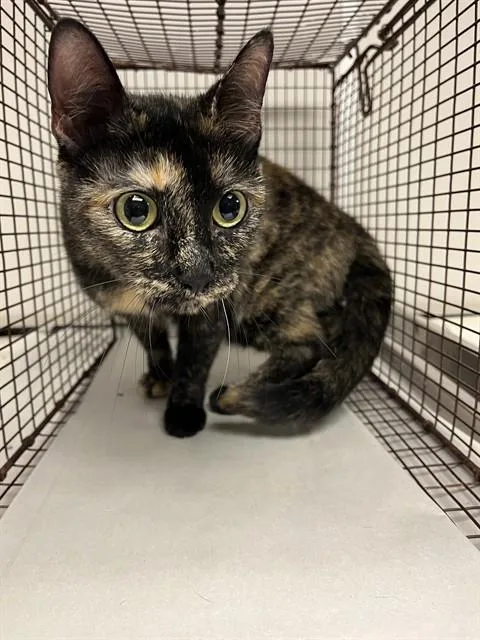 An adult medium-sized female Domestic Short Hair cat named Callie for adoption in Miami, FL