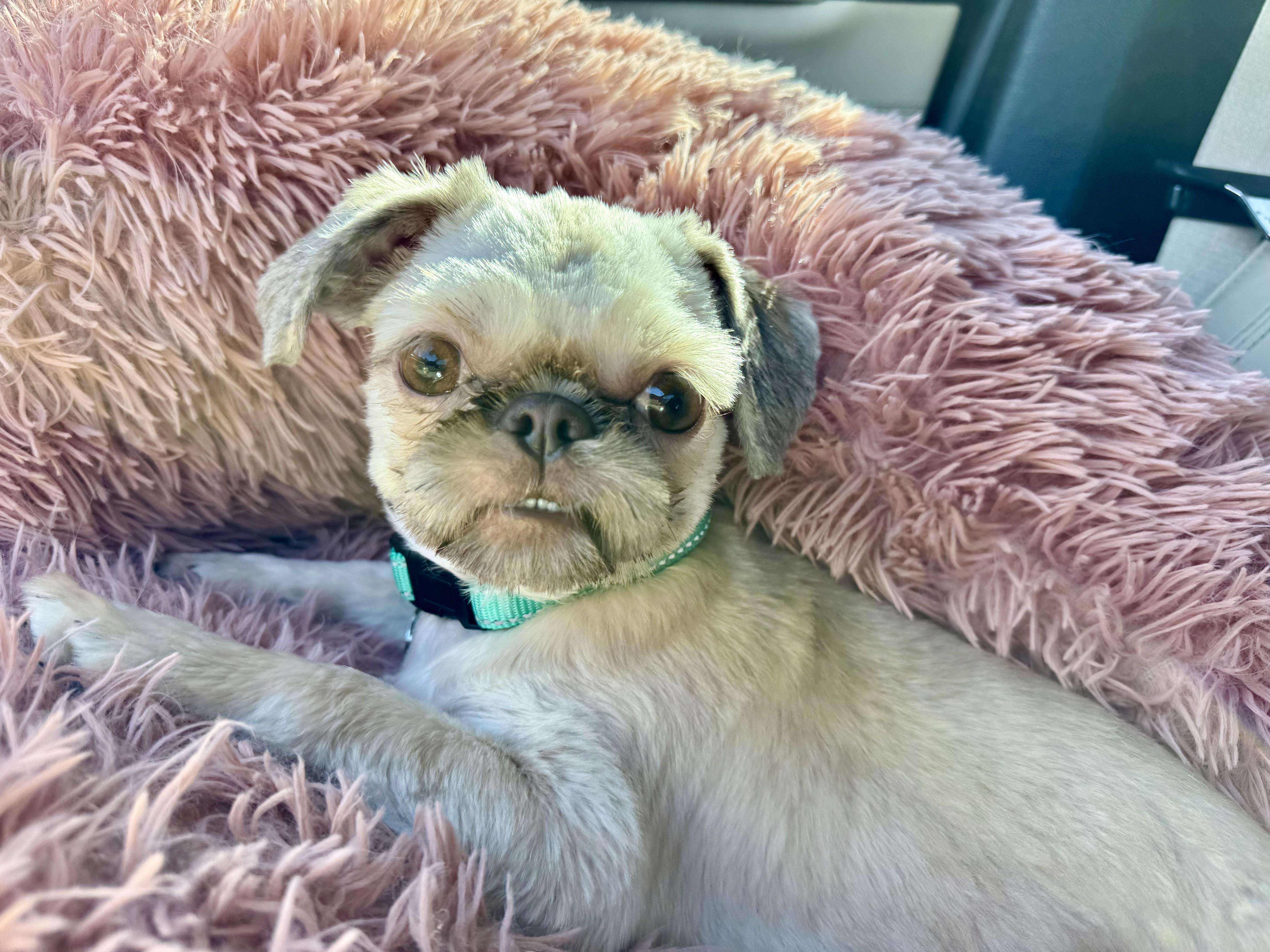 A baby small-sized female White / Cream Shih Tzu dog named Livvy for adoption in Plano, TX