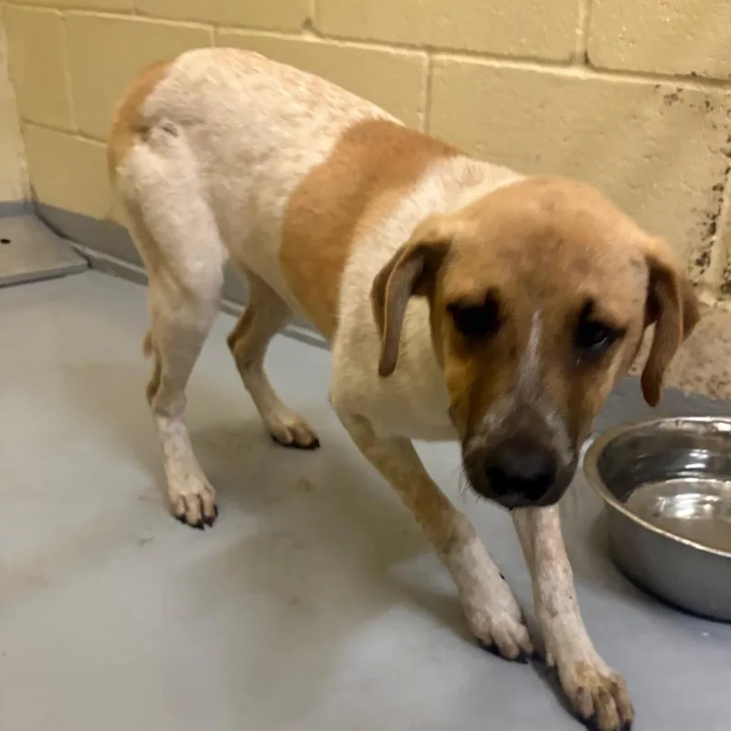 A young medium-sized female White / Cream Mixed Breed dog named Sunbeam for adoption in Lufkin, TX