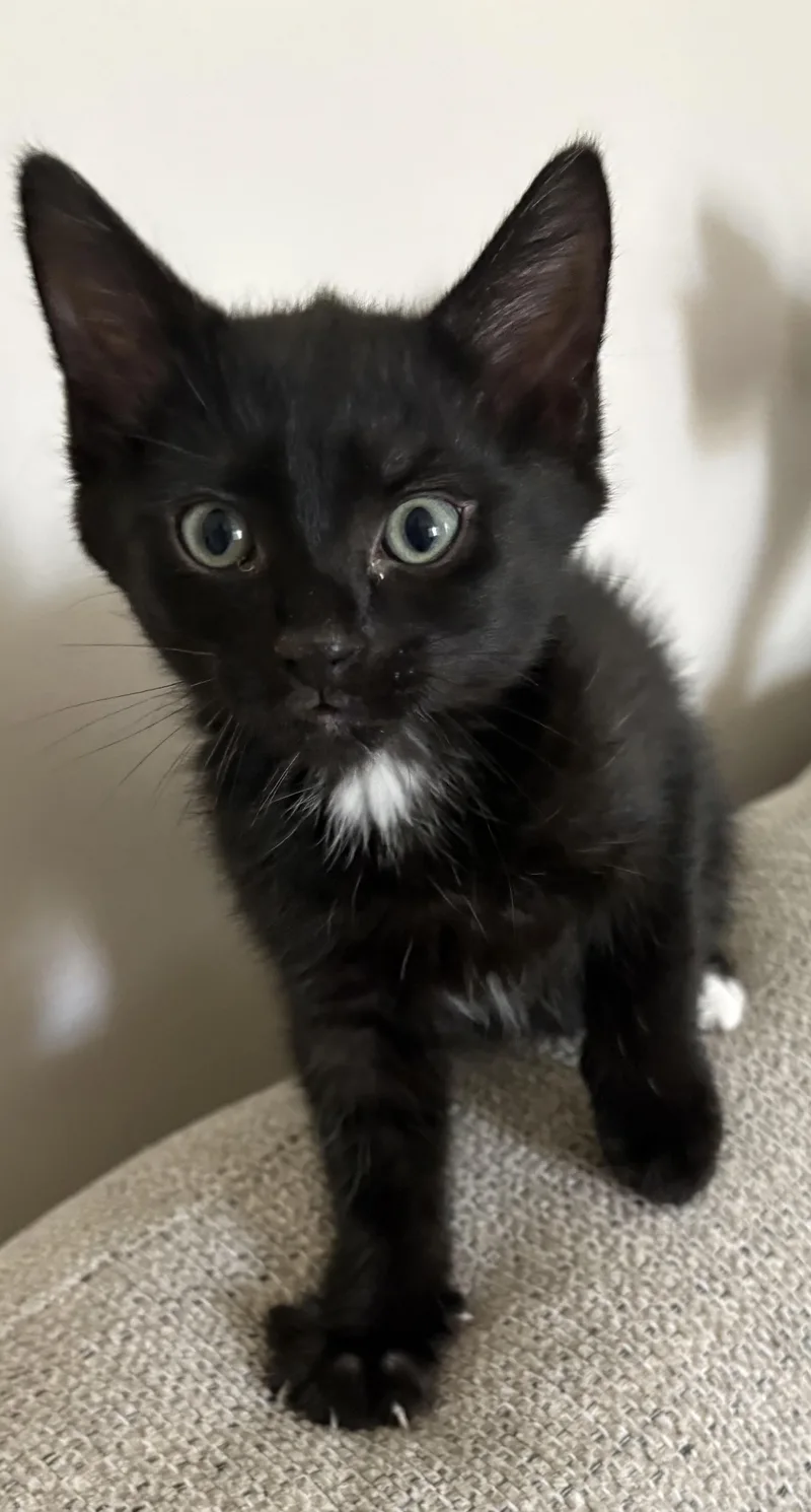 A baby large-sized male Black Domestic Short Hair cat named Hex for adoption in Geneseo, IL