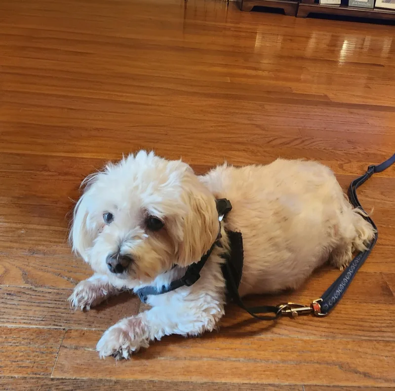 Little Bit thumbnail 2