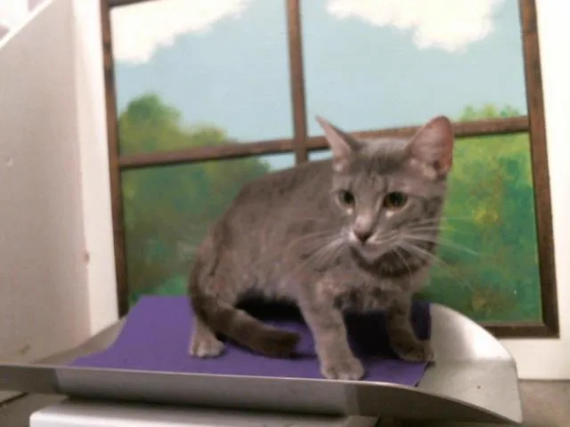 A young medium-sized female Domestic Short Hair cat named Chimichurri for adoption in Houston, TX