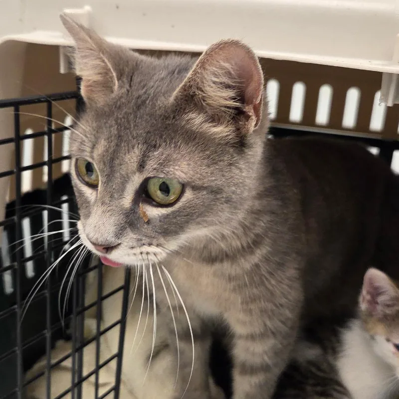 A young medium-sized female Gray / Blue / Silver Domestic Short Hair cat named Market for adoption in Chattanooga, TN