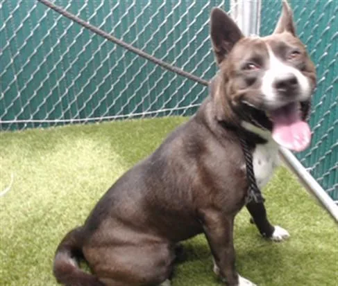 An adult medium-sized male Pit Bull Terrier dog named Ever for adoption in Downey, CA