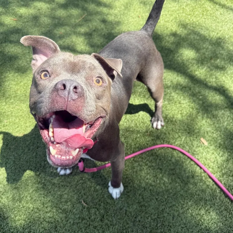 An adult medium-sized male Gray / Blue / Silver Mixed Breed dog named Fizz for adoption in Sarasota, FL