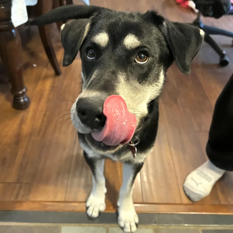 An adult large-sized female Black Husky dog named Alisa for adoption in Prior Lake, MN