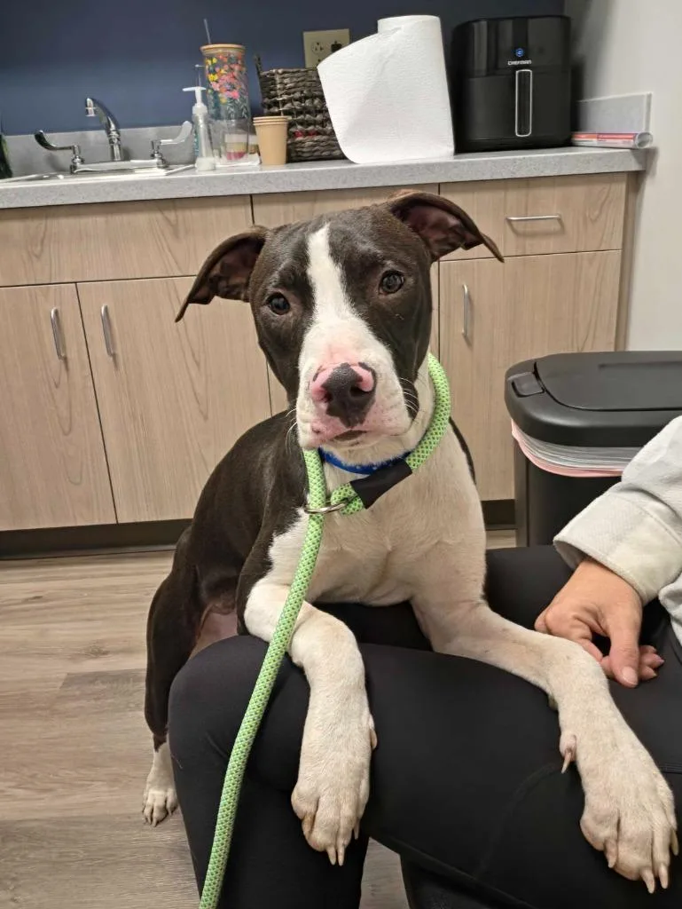 A baby medium-sized male Pit Bull Terrier dog named Tomathy for adoption in Chillicothe, OH