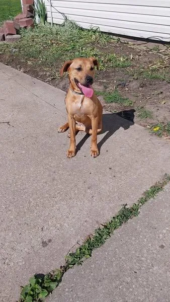 A young medium-sized female Rhodesian Ridgeback dog named Tiny for adoption in Lexington, MO