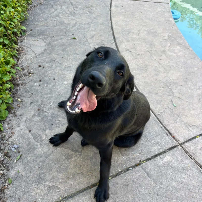 Sadie