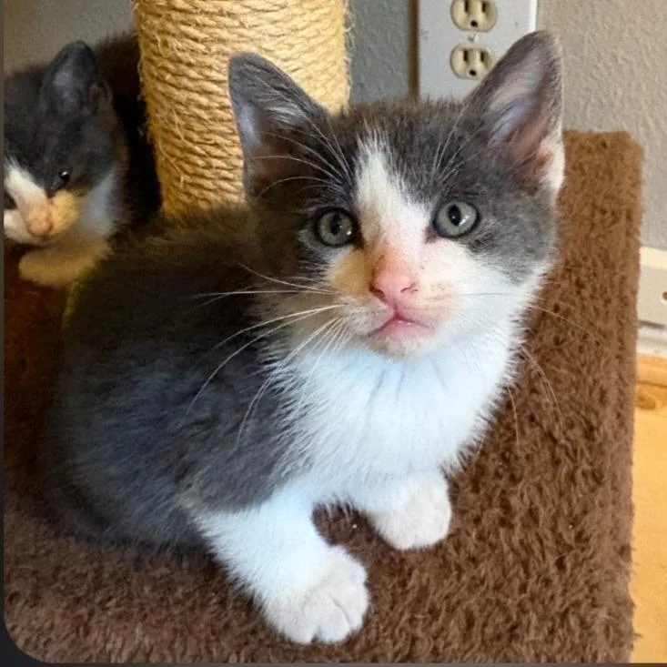 A baby small-sized male Gray / Blue / Silver Domestic Medium Hair cat named Benjamin for adoption in San Antonio, TX