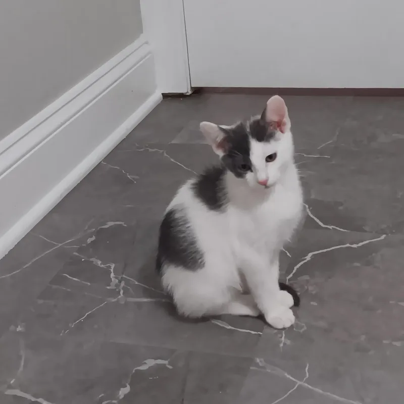 Candy Man thumbnail 2