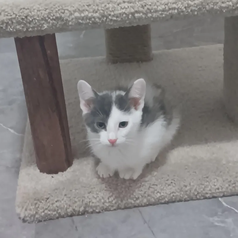 Candy Man thumbnail 3