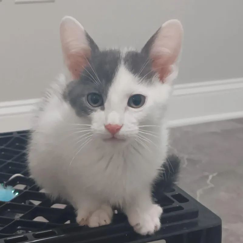 Candy Man thumbnail 4