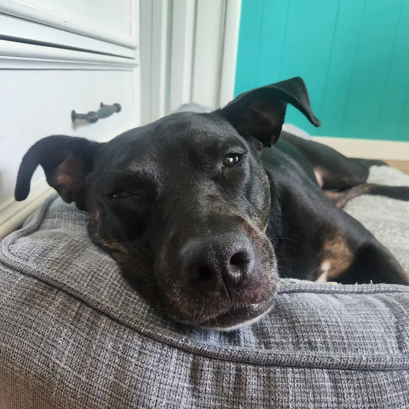 An adult large-sized female Black Labrador Retriever dog named Layla for adoption in Saint Louis, MO