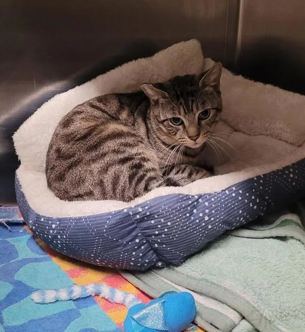 A young large-sized male Domestic Short Hair cat named Working Cat Shabu for adoption in El Cajon, CA