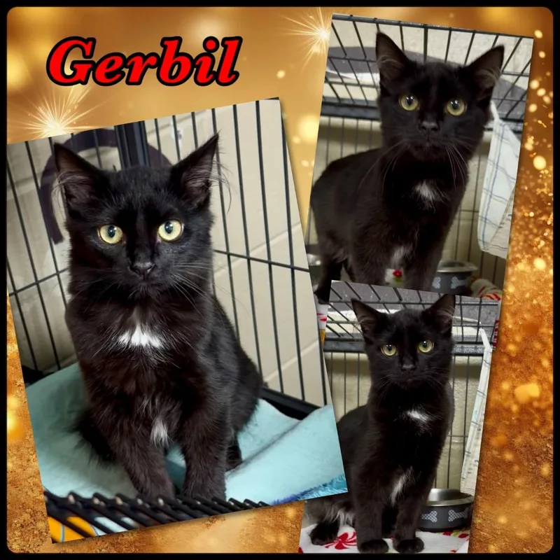 Gerbil