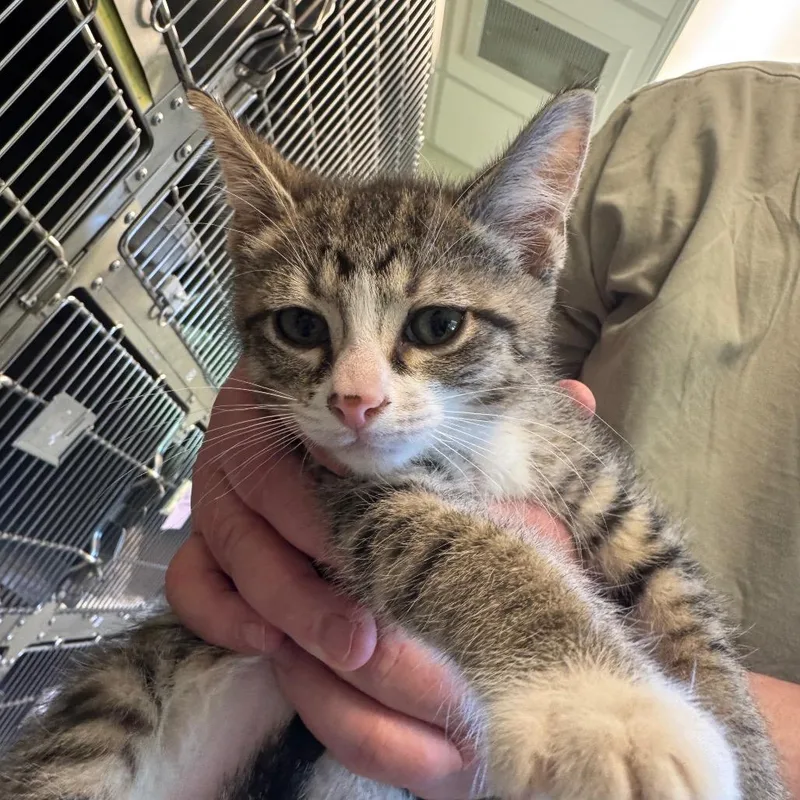 A baby small-sized male Brown / Chocolate Domestic Short Hair cat named Stuart for adoption in Columbia Station, OH
