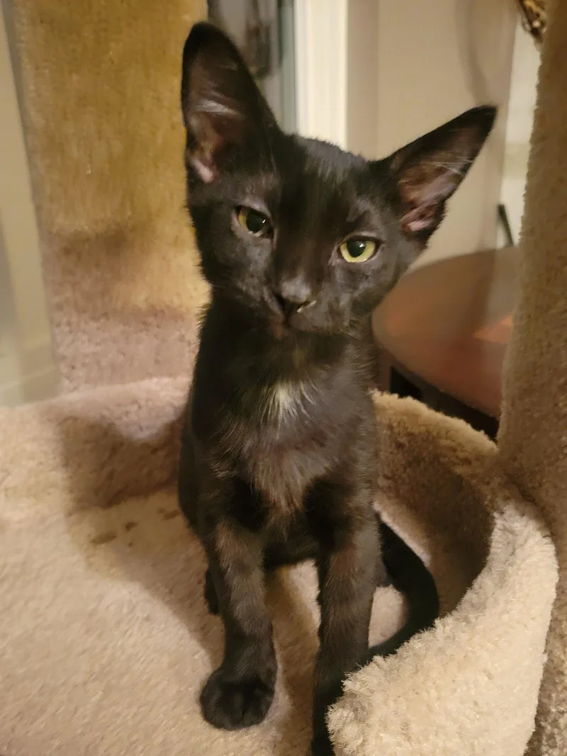 A baby medium-sized male Black Domestic Short Hair cat named Jolly Rogers for adoption in Glendale, AZ