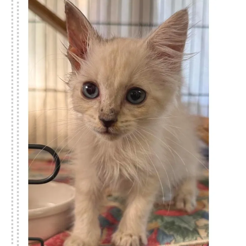 A baby small-sized female Domestic Medium Hair cat named Flounder for adoption in Austin, TX