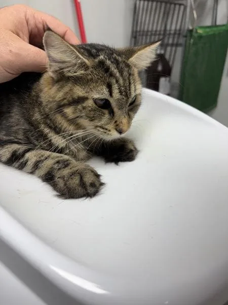 A young small-sized female Domestic Medium Hair cat named If c Ellie for adoption in Lawrenceville, GA