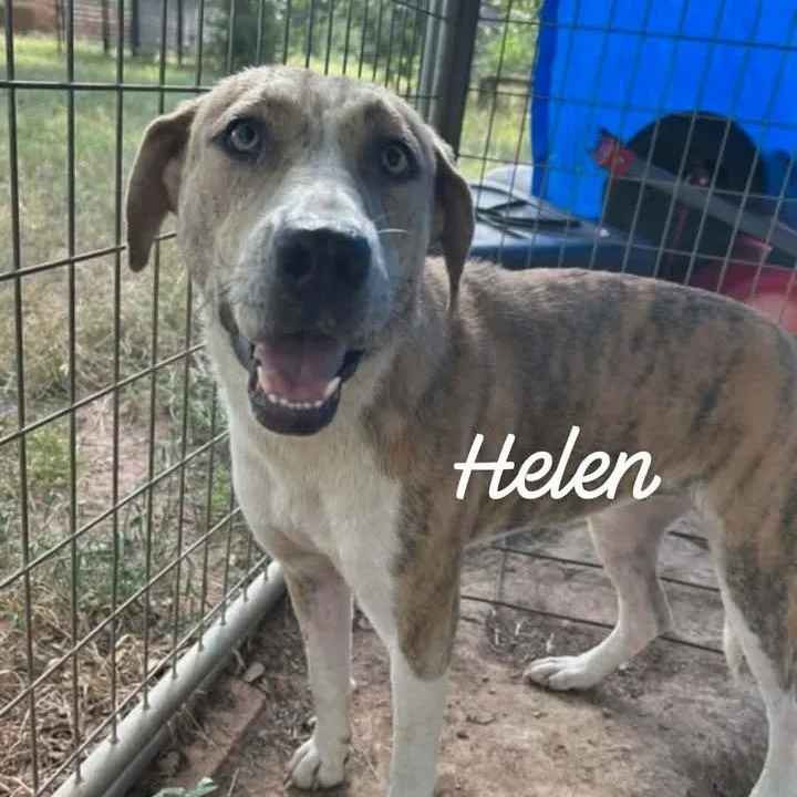 Helen