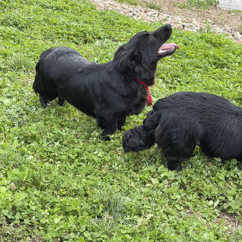 Eli And Henry thumbnail 2