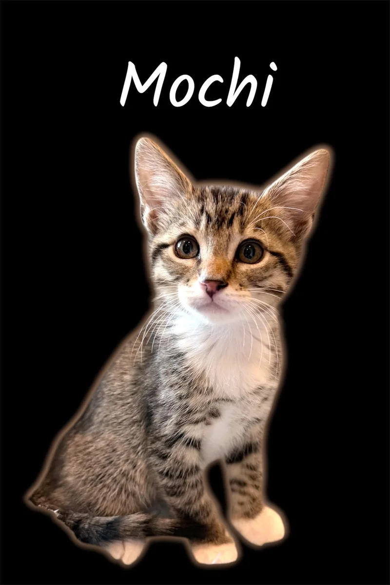 Mochi