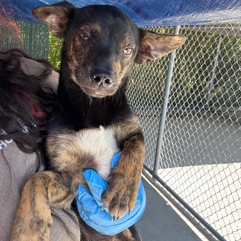 A baby medium-sized female Black Mixed Breed dog named Lisa D for adoption in Lebanon, TN