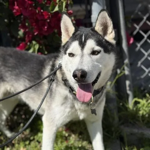 A young medium-sized male Husky dog named Nalu for adoption in Chicago, IL