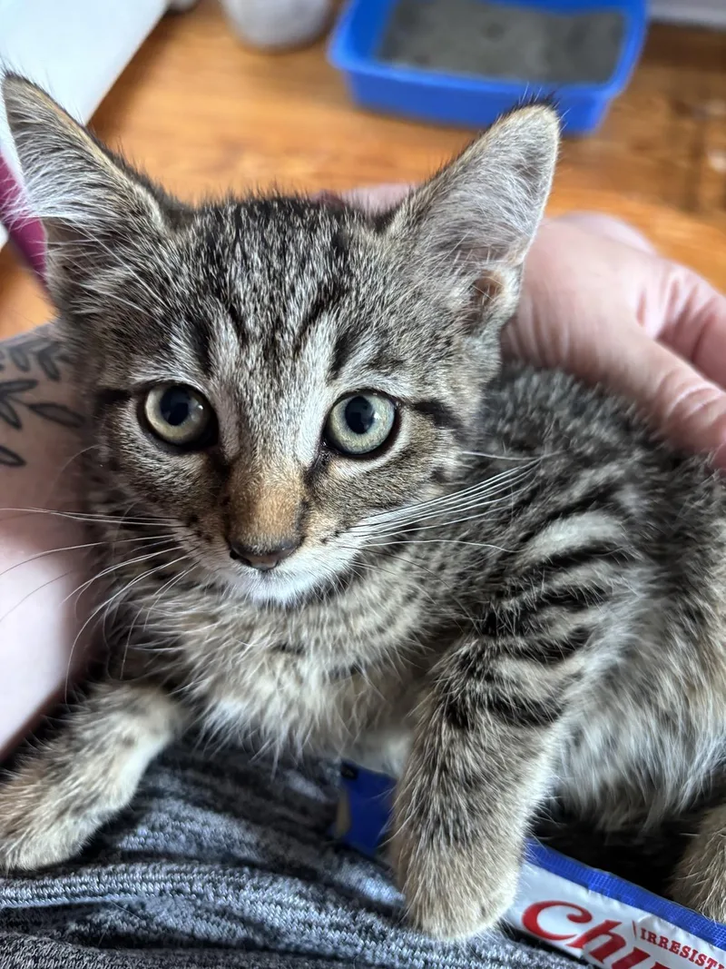 A baby medium-sized female Tabby (Gray / Blue / Silver) Domestic Short Hair cat named Poutine for adoption in Baltimore, MD