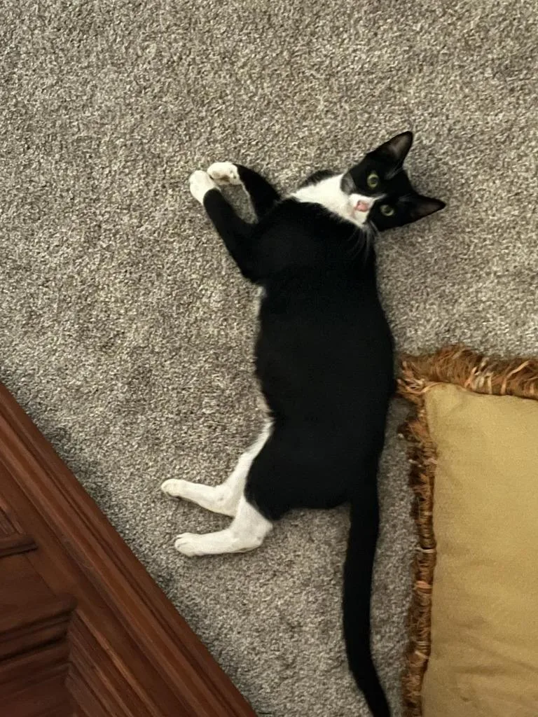 Clarnella thumbnail 2