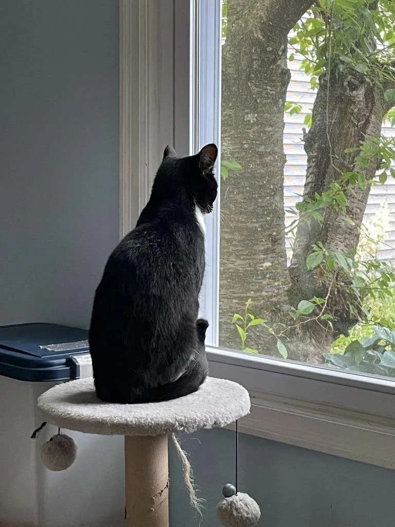 Clarnella thumbnail 3