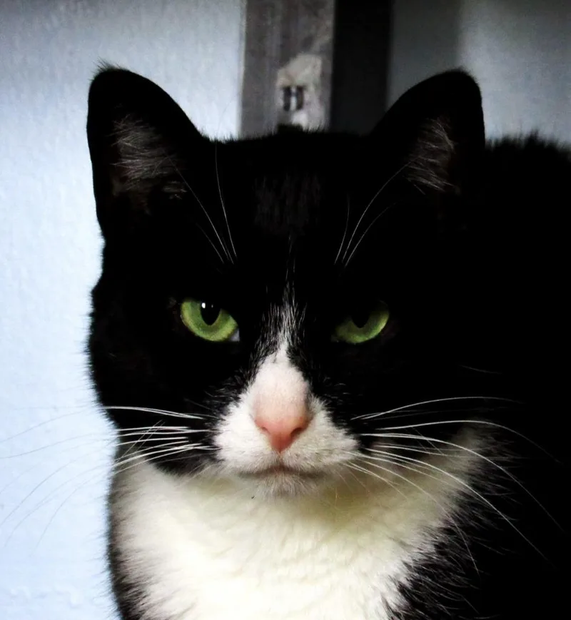 Clarnella thumbnail 4