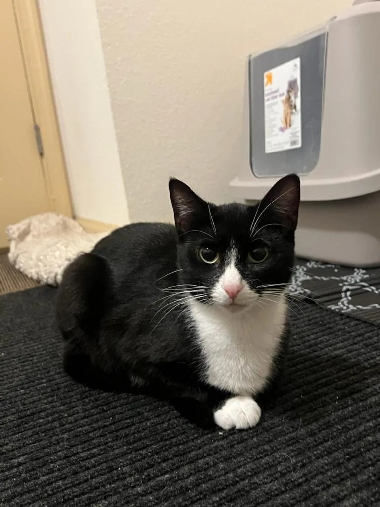 Clarnella thumbnail 6