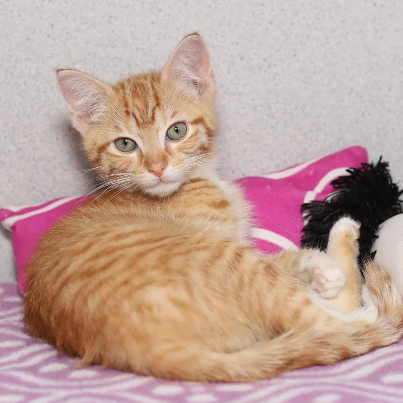 A baby small-sized male Orange / Red Domestic Short Hair cat named The Neds for adoption in Evansville, IN