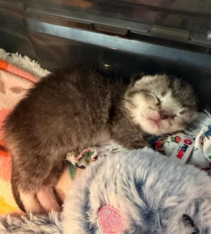 A baby medium-sized female Domestic Short Hair cat named Olive for adoption in Pierceton, IN