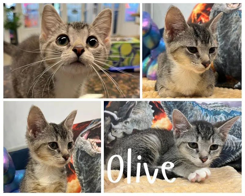 Olive thumbnail 2