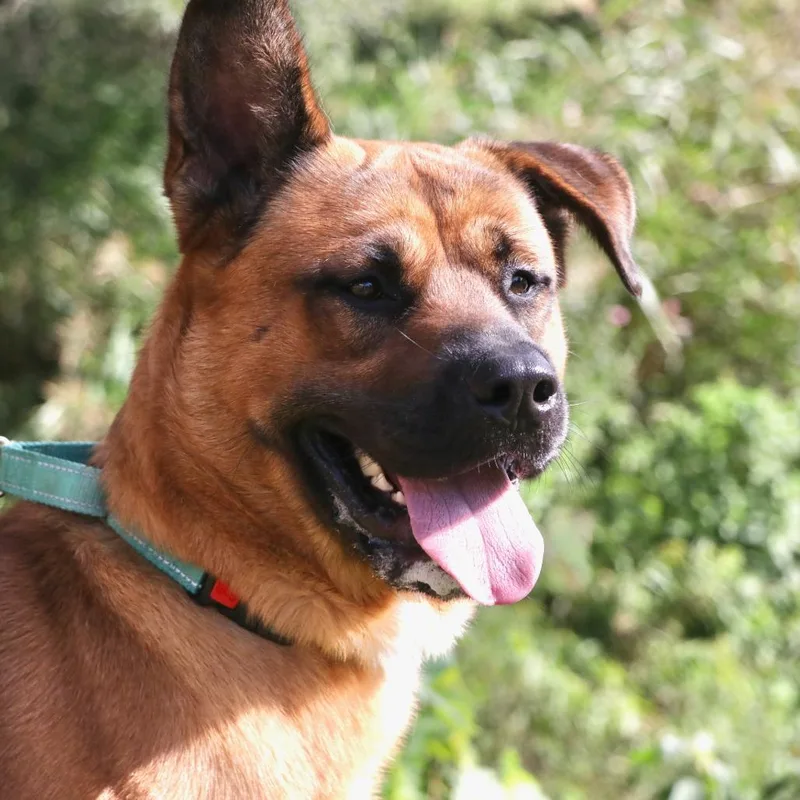 An adult large-sized male Brown / Chocolate Mixed Breed dog named Biggie for adoption in Allentown, PA